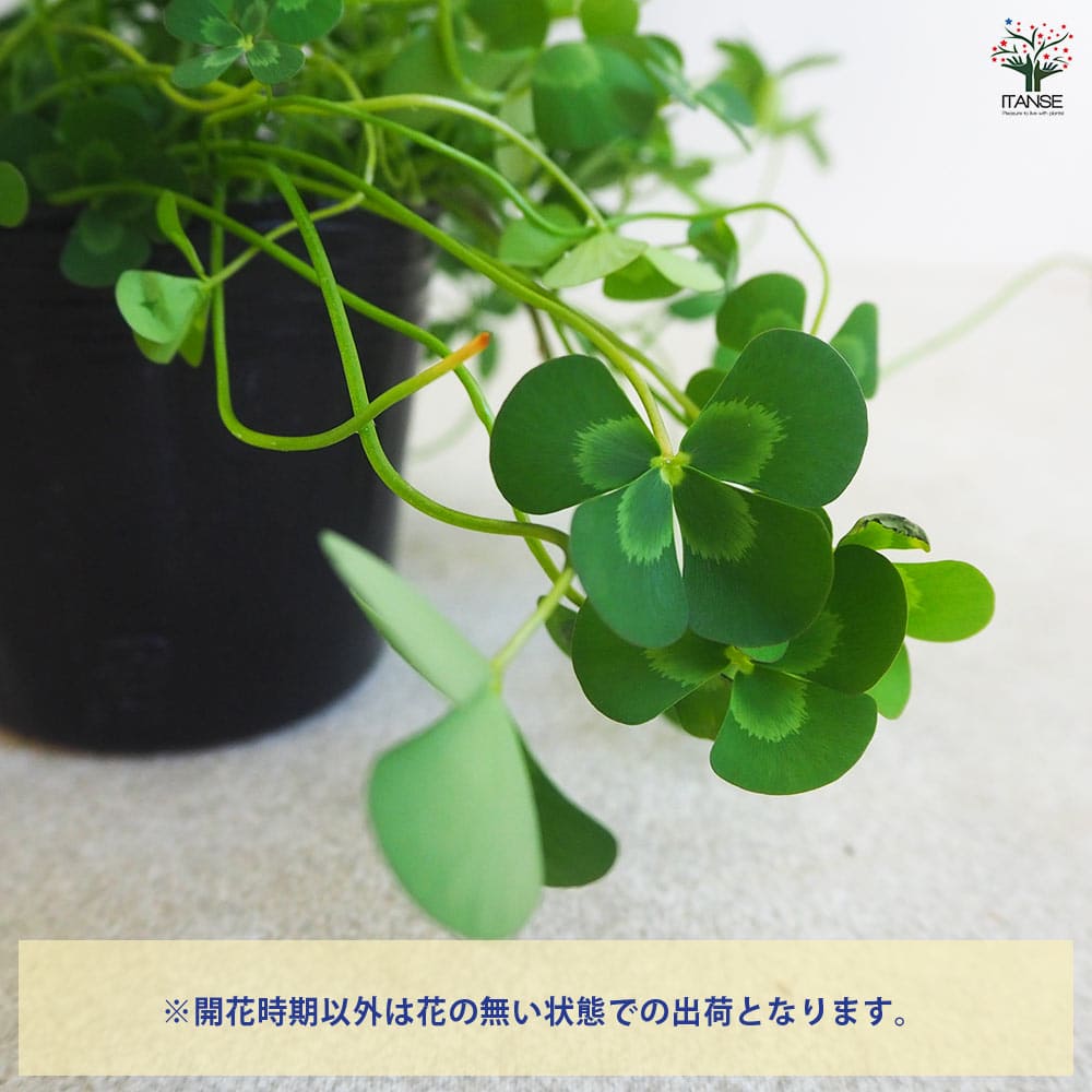 ウォータークローバー 【花苗 9cmポット】