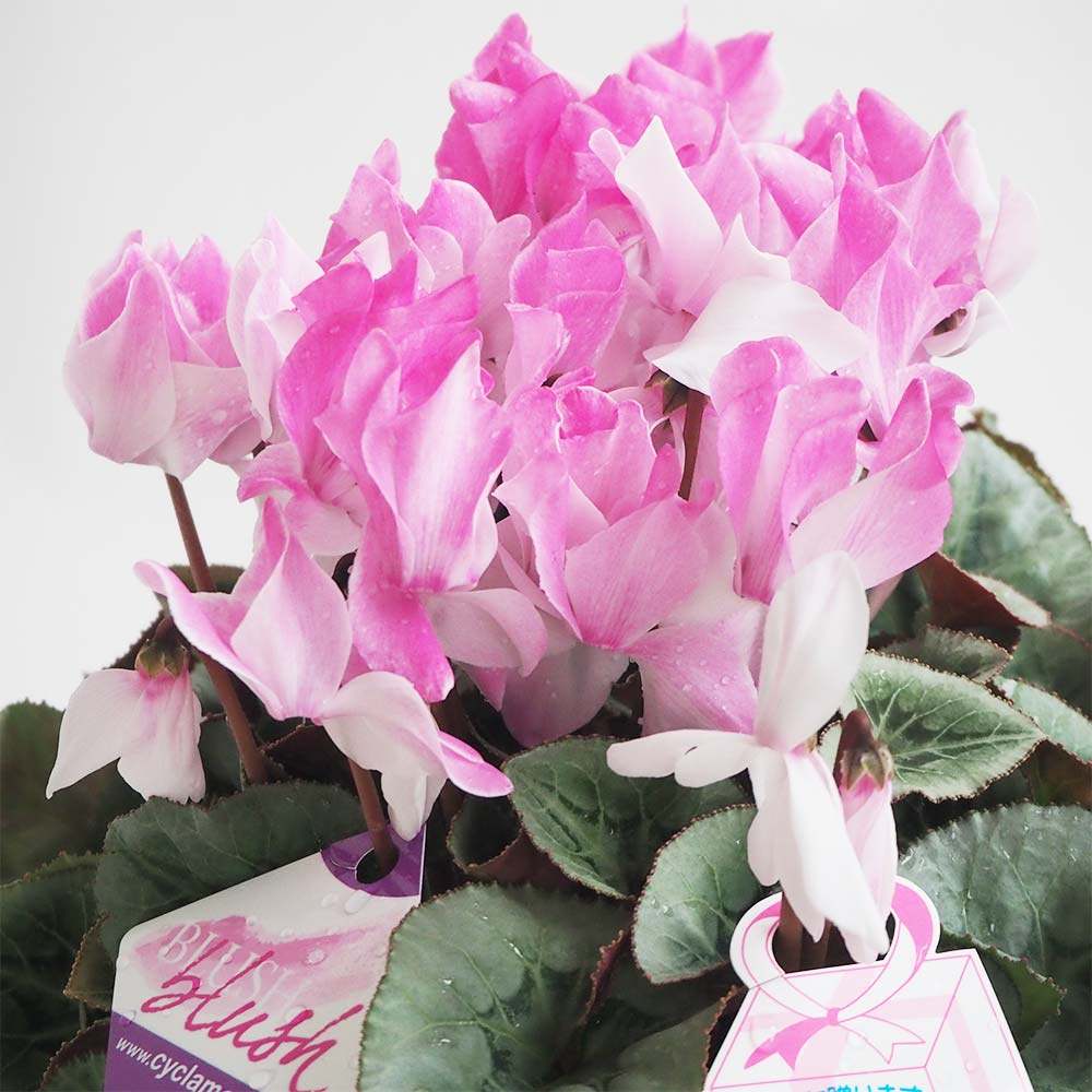 シクラメン ブラッシュ【花苗 開花鉢 5号 プラスチック鉢／1個売り】