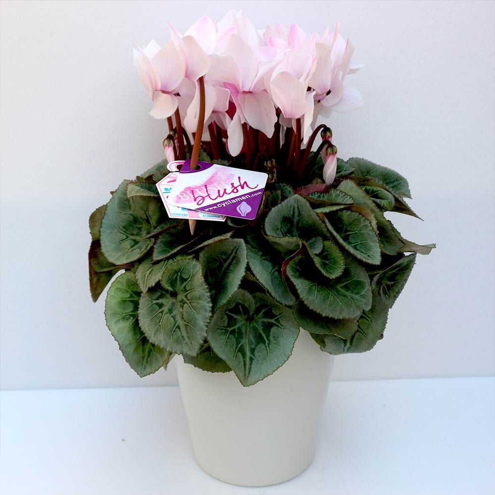 シクラメン ブラッシュ【花苗 開花鉢 5号 プラスチック鉢／1個売り】