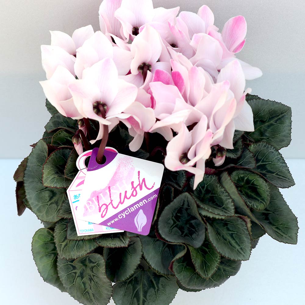 シクラメン ブラッシュ【花苗 開花鉢 5号 プラスチック鉢／1個売り】