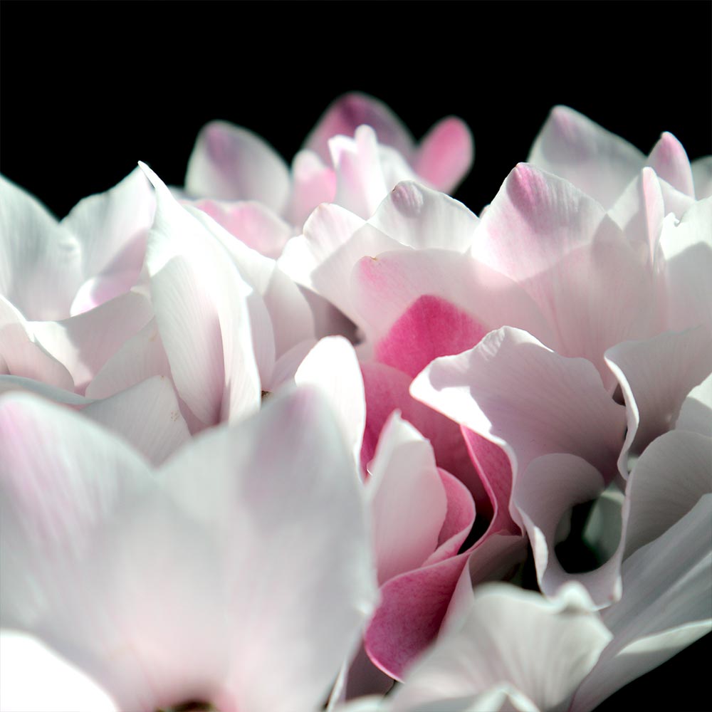 シクラメン ブラッシュ【花苗 開花鉢 5号 プラスチック鉢／1個売り】