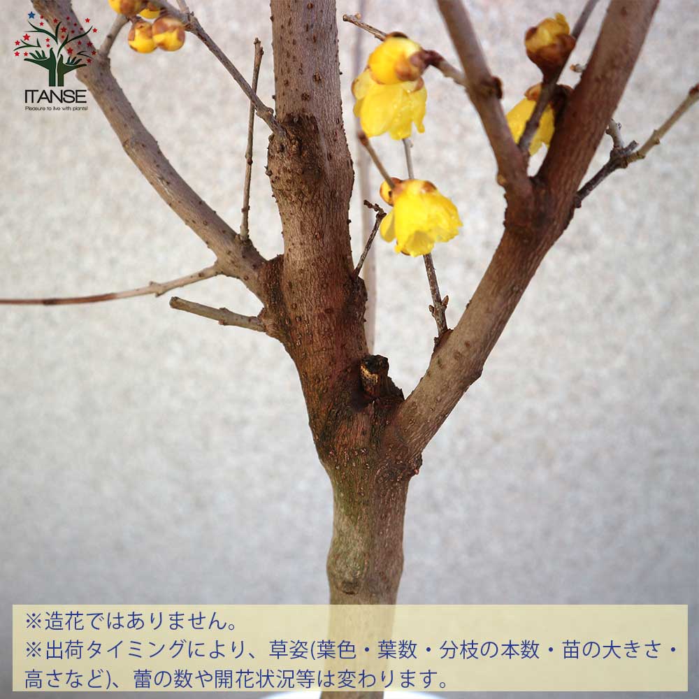 Itanse良品ｾﾚｸﾄ通販