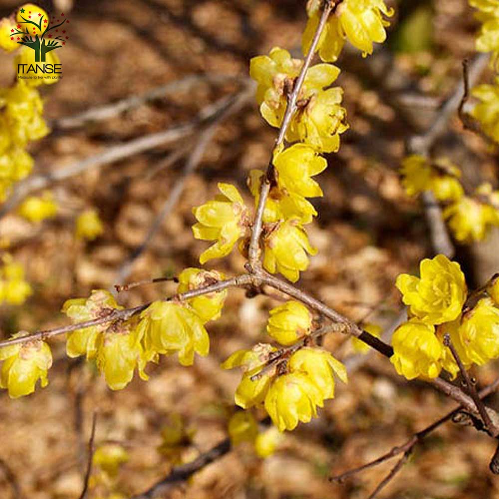 福寿ロウバイの苗 【庭木 7号鉢大苗／1個売り】｜ 【植物の