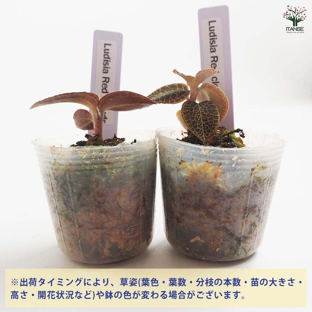 観葉植物 マコデス ルディシア レッドクラウド 【観葉植物 2号