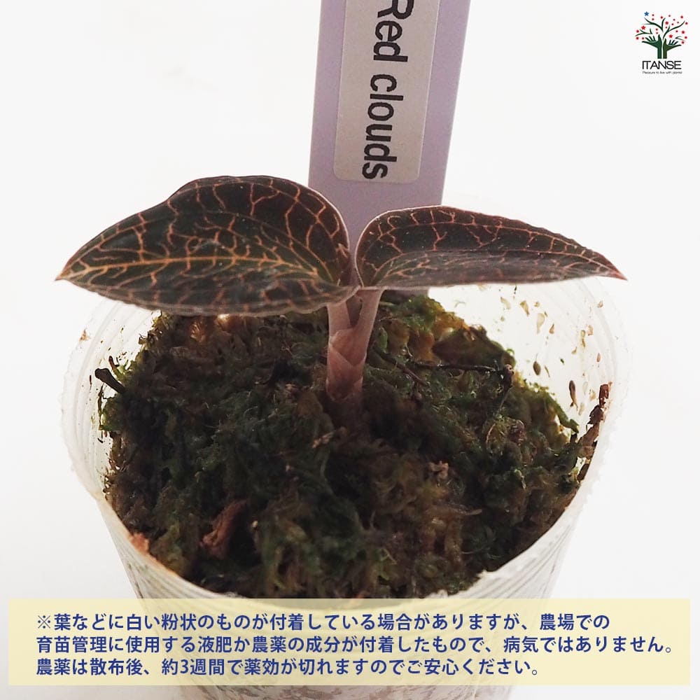 観葉植物 マコデス ルディシア レッドクラウド 【観葉植物 2号