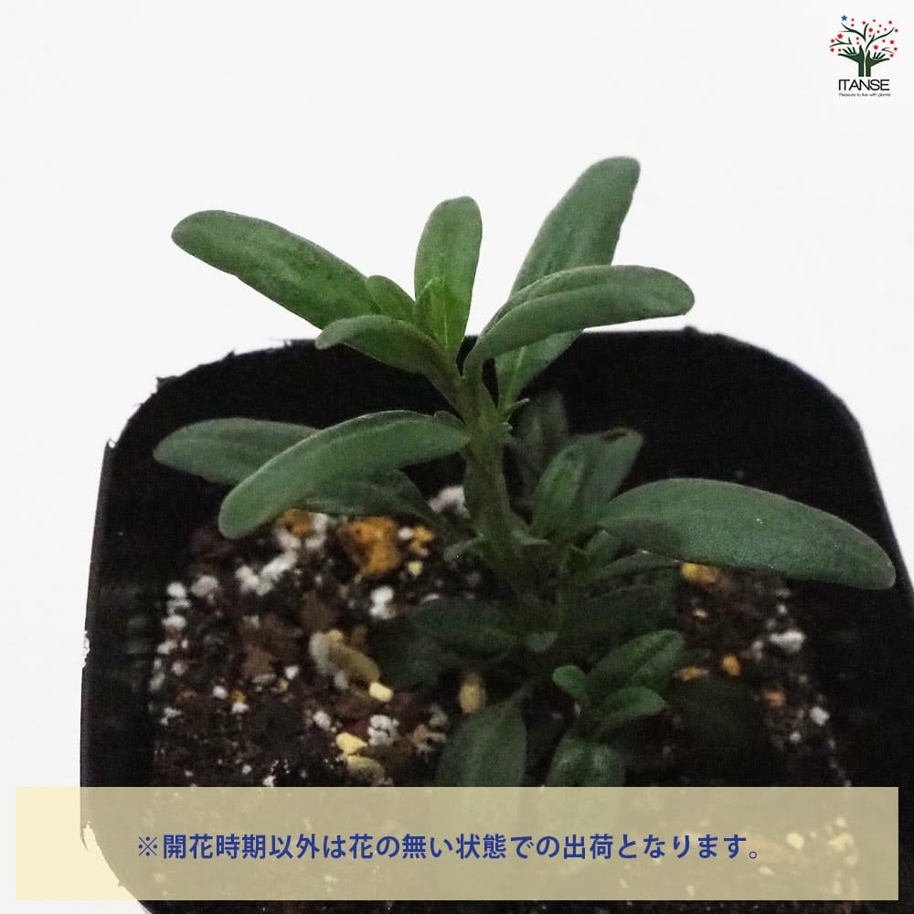 ヒソップ ブルー 【ハーブの苗 9cmポット】｜ 【植物のITANSE