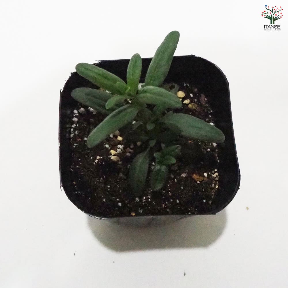 ヒソップ ブルー 【ハーブの苗 9cmポット】｜ 【植物のITANSE