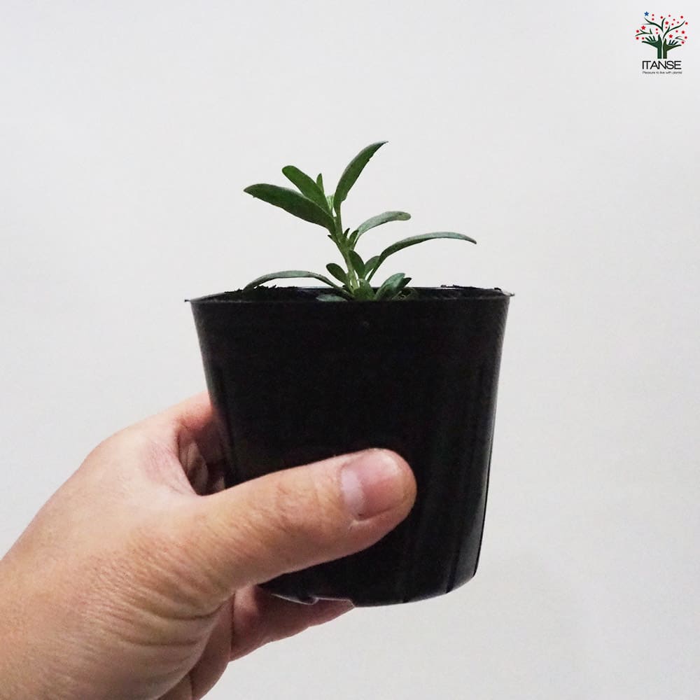 ヒソップ ブルー 【ハーブの苗 9cmポット】｜ 【植物のITANSE