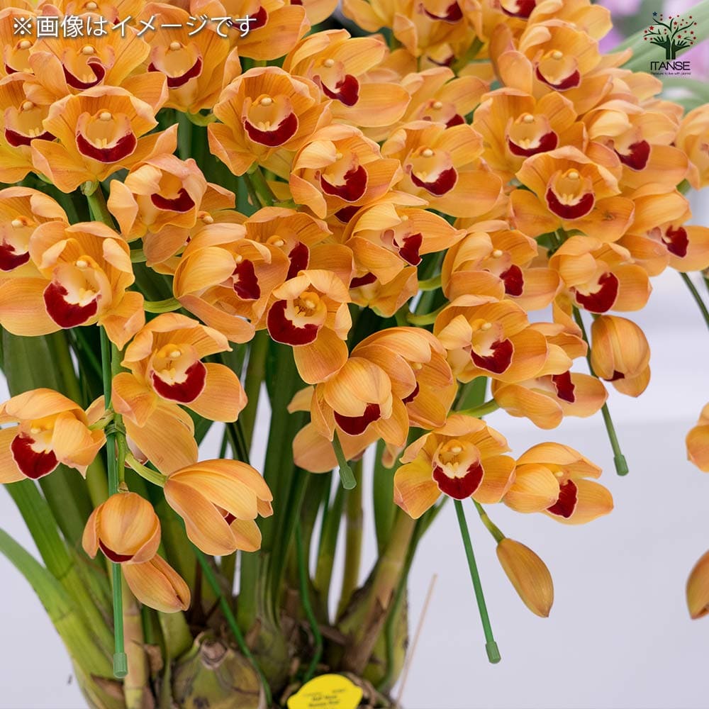 シンビジウム ハニーキャット 【花苗 6.5号鉢／1個売り】｜ 【植物の