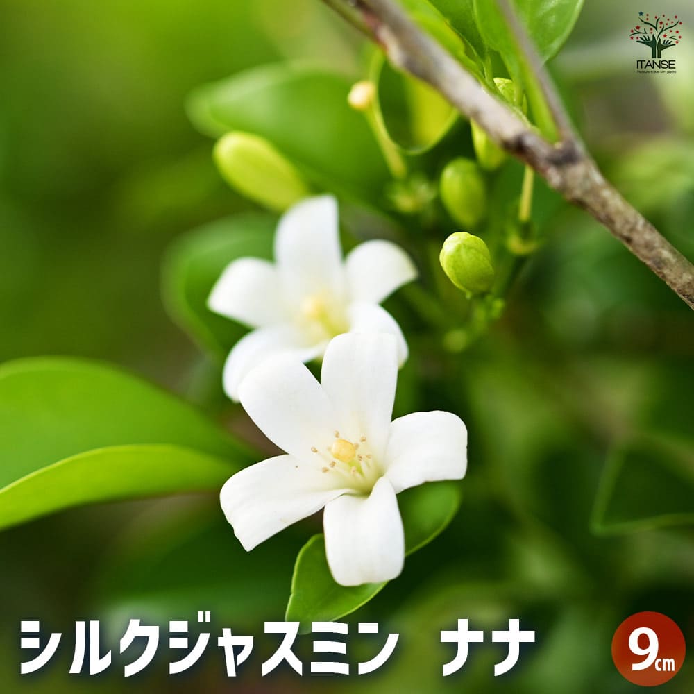 観葉植物 矮性ゲッキツ シルクジャスミン ナナ2個～ 【観葉植物 3号】
