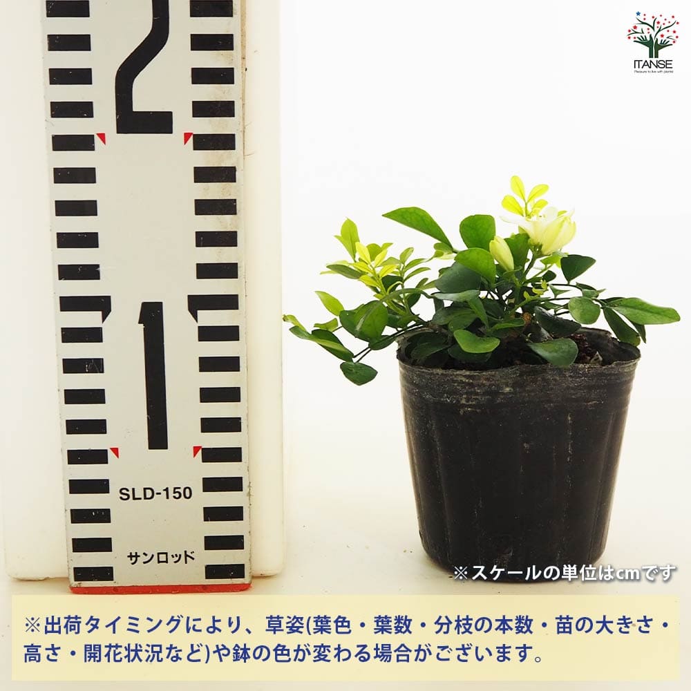 観葉植物 矮性ゲッキツ シルクジャスミン ナナ2個～ 【観葉植物 3号】