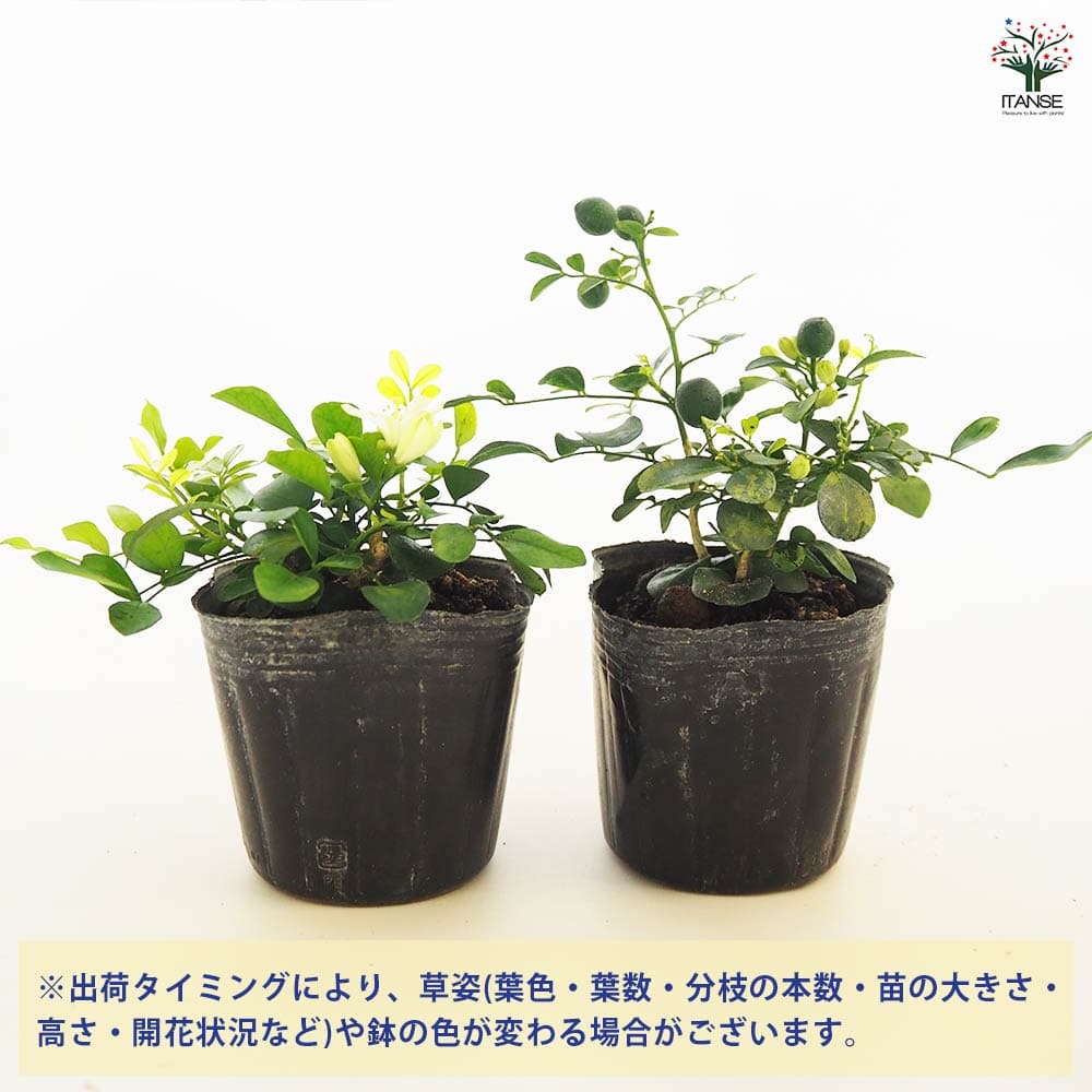 観葉植物 矮性ゲッキツ シルクジャスミン ナナ2個～ 【観葉植物 3号