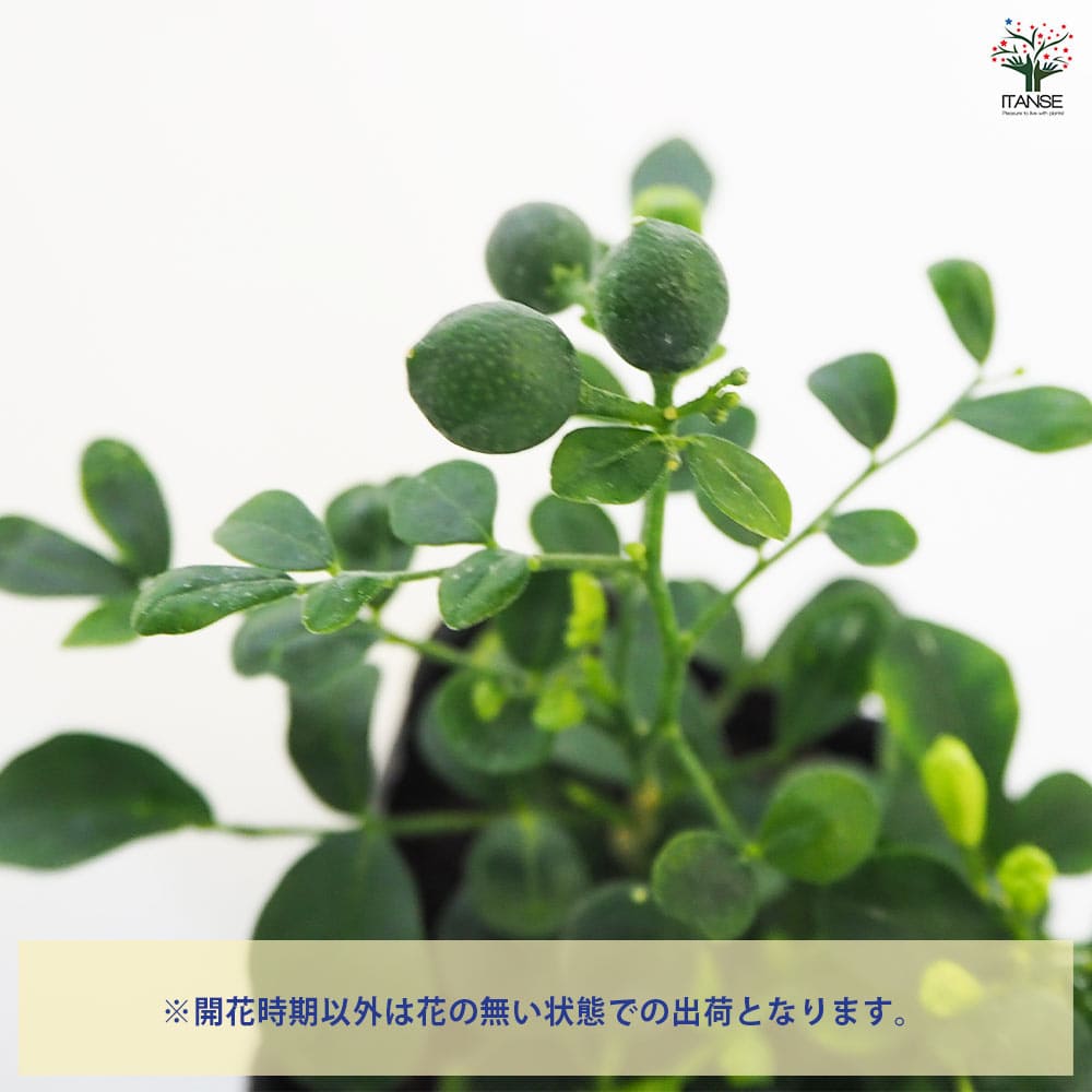 観葉植物 矮性ゲッキツ シルクジャスミン ナナ2個～ 【観葉植物 3号】