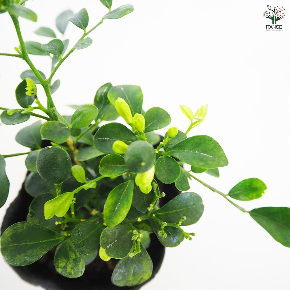 観葉植物 矮性ゲッキツ シルクジャスミン ナナ2個～ 【観葉植物 3号】