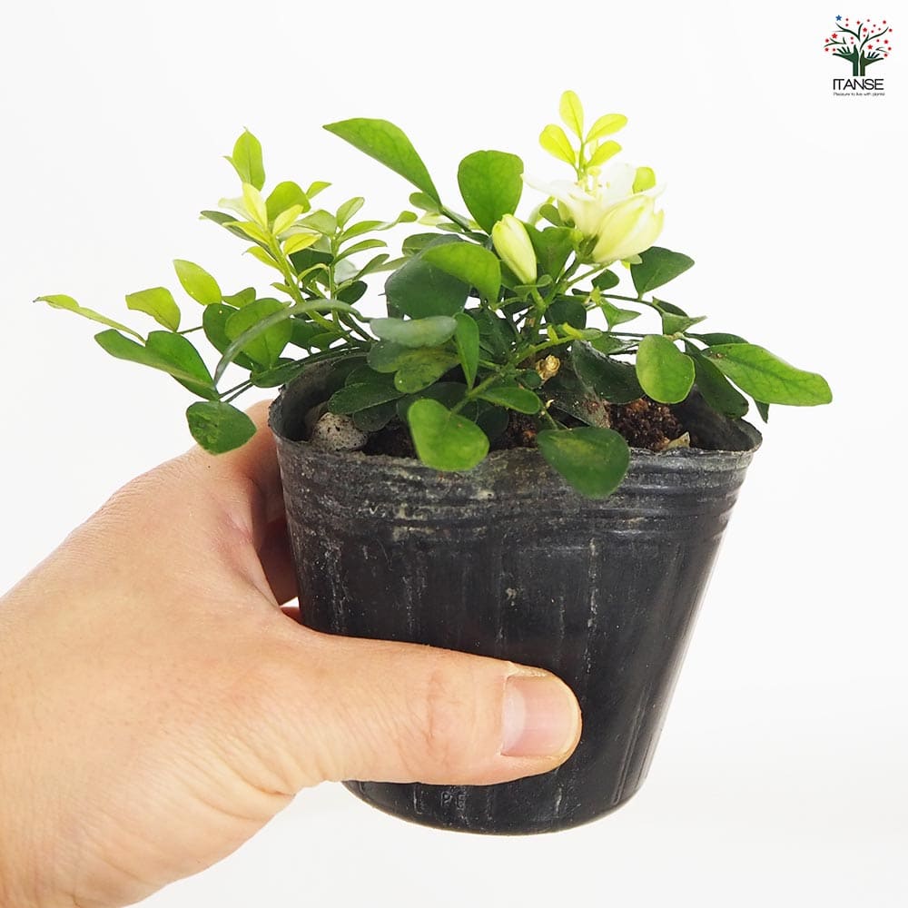観葉植物 矮性ゲッキツ シルクジャスミン ナナ2個～ 【観葉植物 3号】