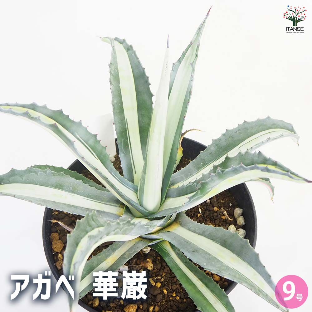 アガベ 華巌 【多肉植物 9号／1個売り】｜ 【植物のITANSE】全品