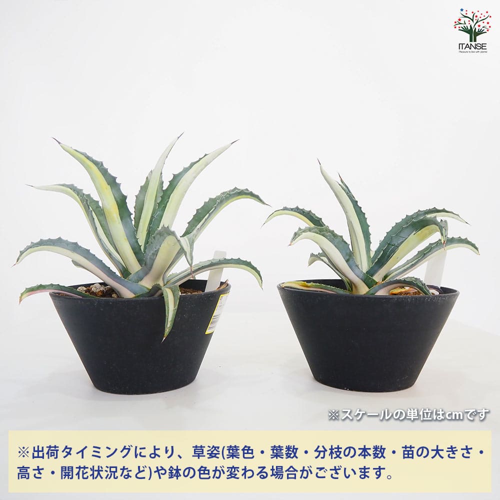 アガベ 華巌 【多肉植物 9号／1個売り】｜ 【植物のITANSE】全品