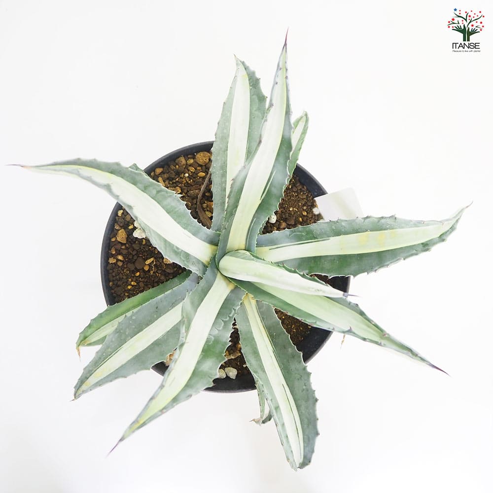 アガベ 華巌 【多肉植物 9号／1個売り】｜ 【植物のITANSE】全品