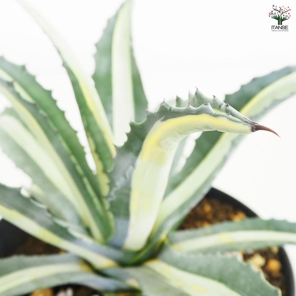アガベ 華巌 【多肉植物 9号／1個売り】｜ 【植物のITANSE】全品