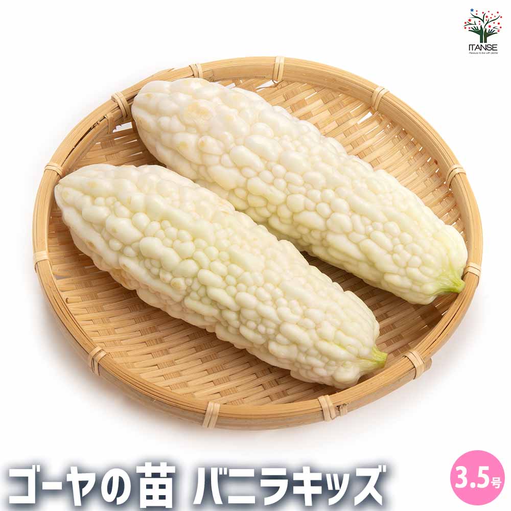 ゴーヤの苗 バニラキッズ2個～ 【野菜の苗 3.5号】