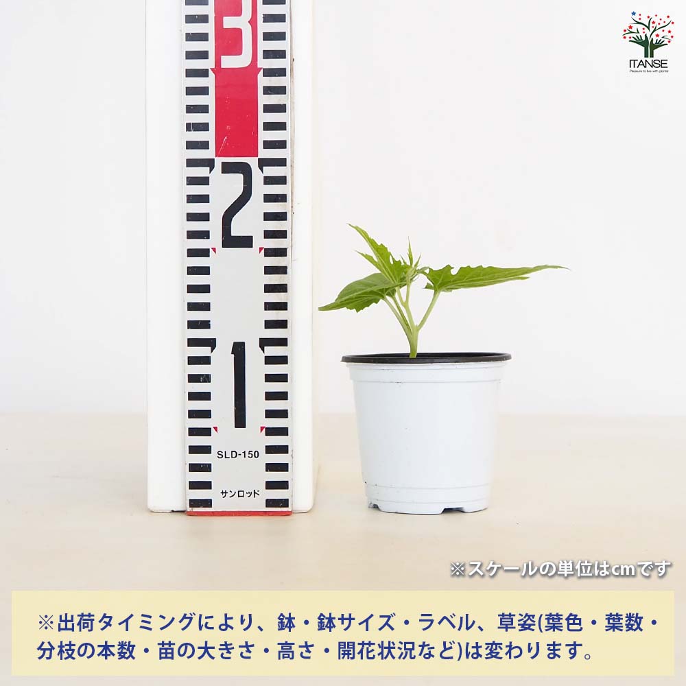ゴーヤの苗 バニラキッズ2個～ 【野菜の苗 3.5号】