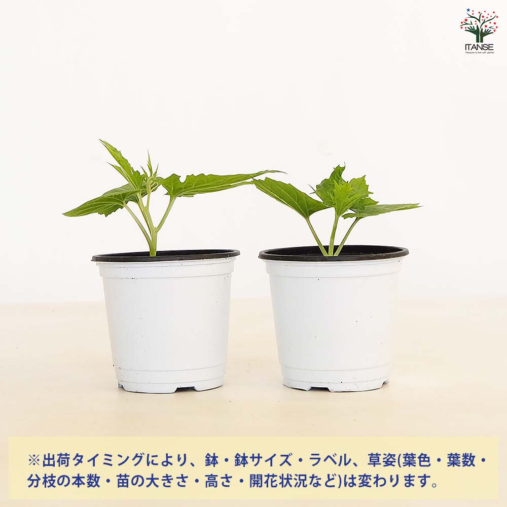 ゴーヤの苗 バニラキッズ2個～ 【野菜の苗 3.5号】
