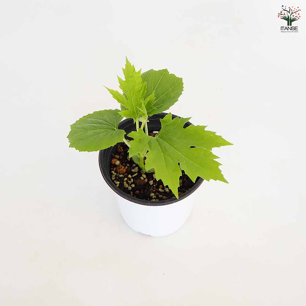 ゴーヤの苗 バニラキッズ2個～ 【野菜の苗 3.5号】