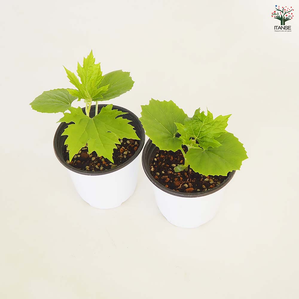 ゴーヤの苗 バニラキッズ2個～ 【野菜の苗 3.5号】