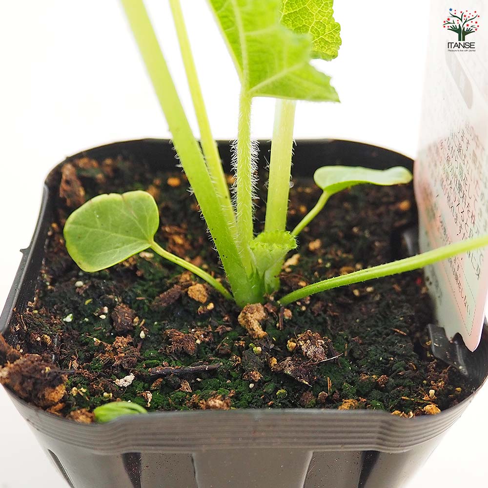 ホリホック チャーターズダブル スカーレット 【花苗 3号】｜ 【植物の