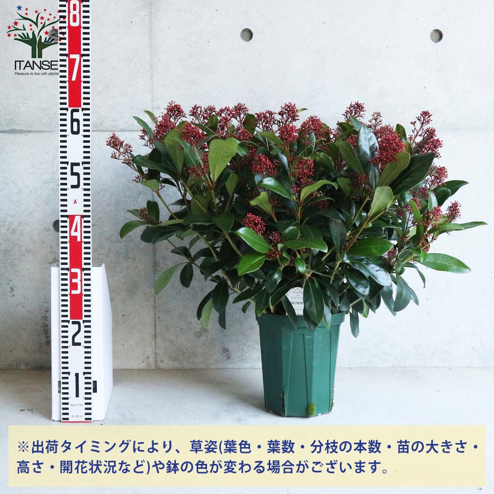 Itanse良品ｾﾚｸﾄ通販