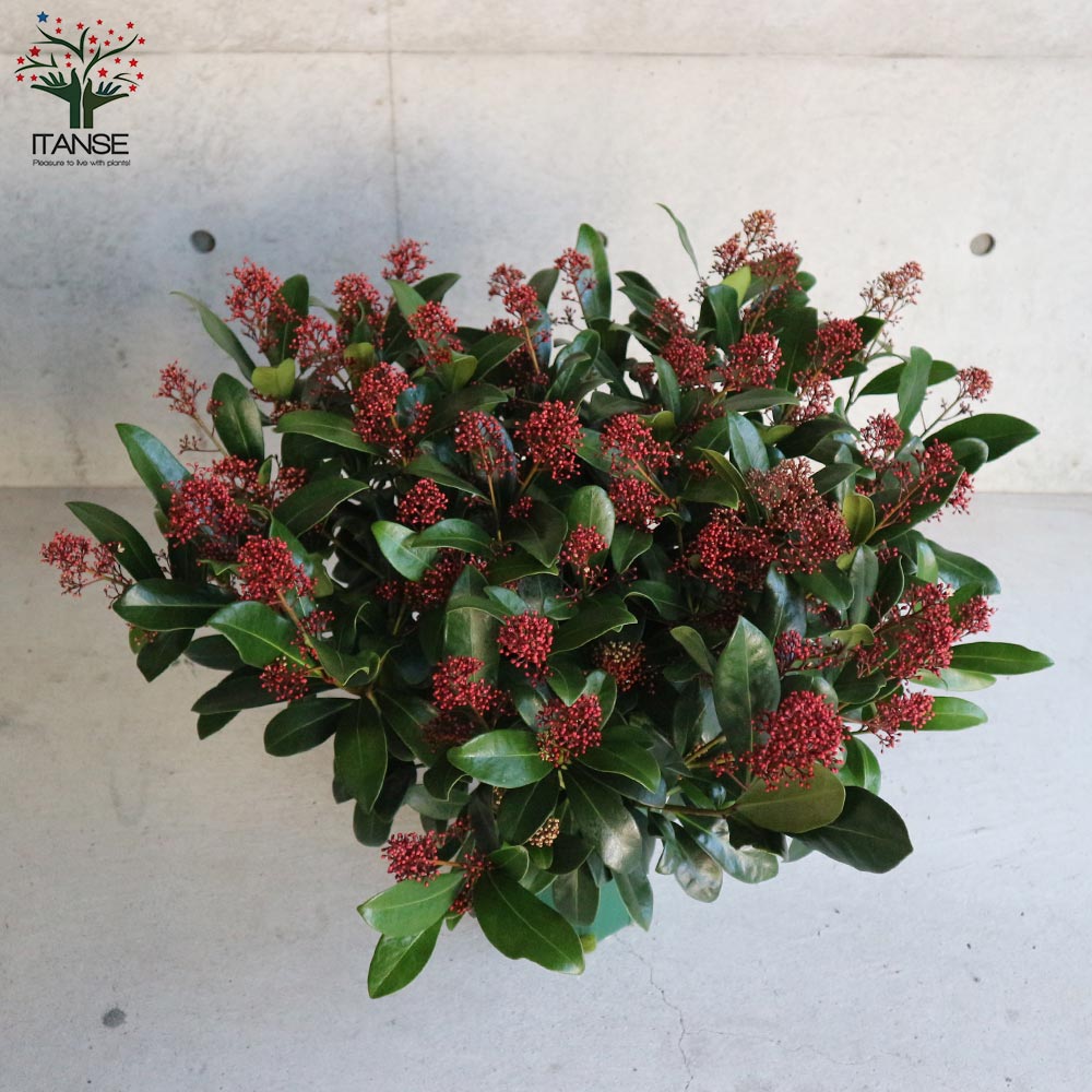 Itanse良品ｾﾚｸﾄ通販