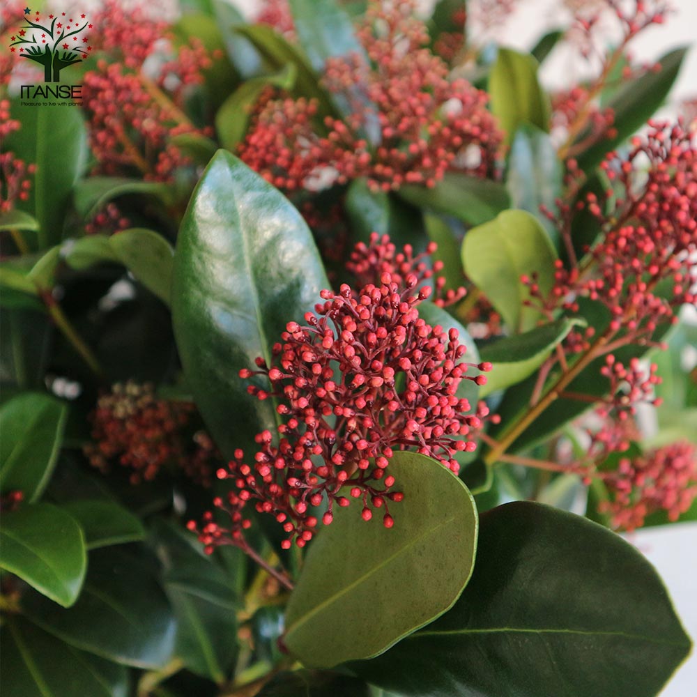 Itanse良品ｾﾚｸﾄ通販