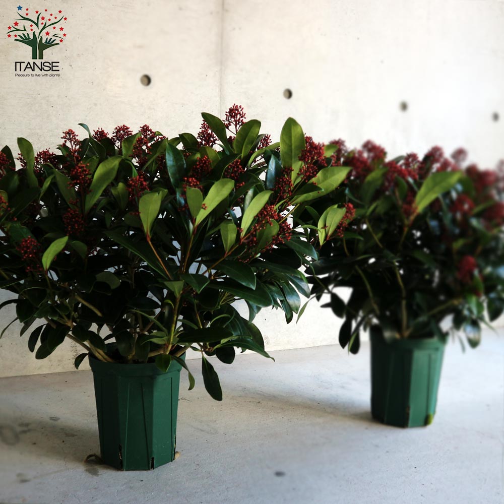 Itanse良品ｾﾚｸﾄ通販