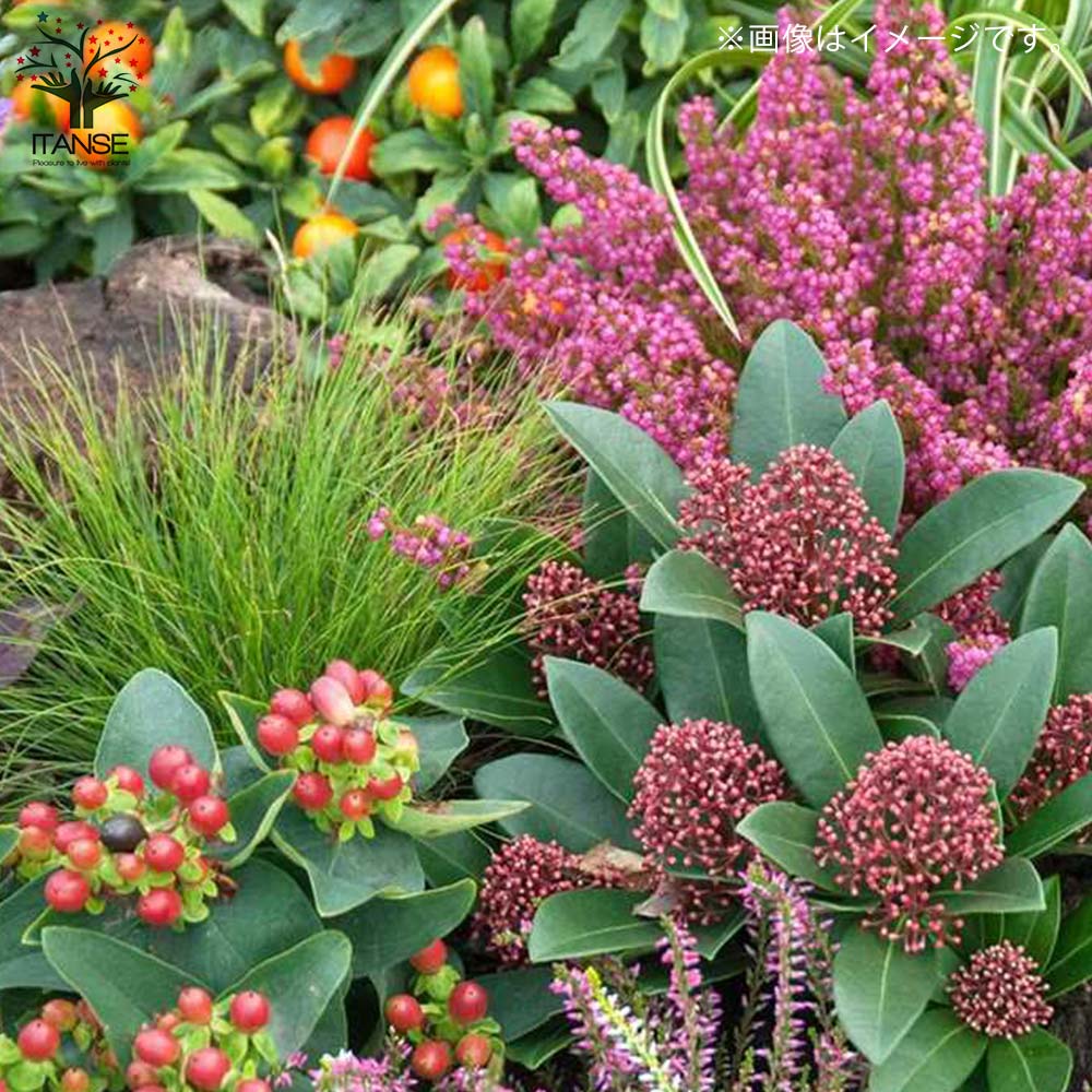 Itanse良品ｾﾚｸﾄ通販