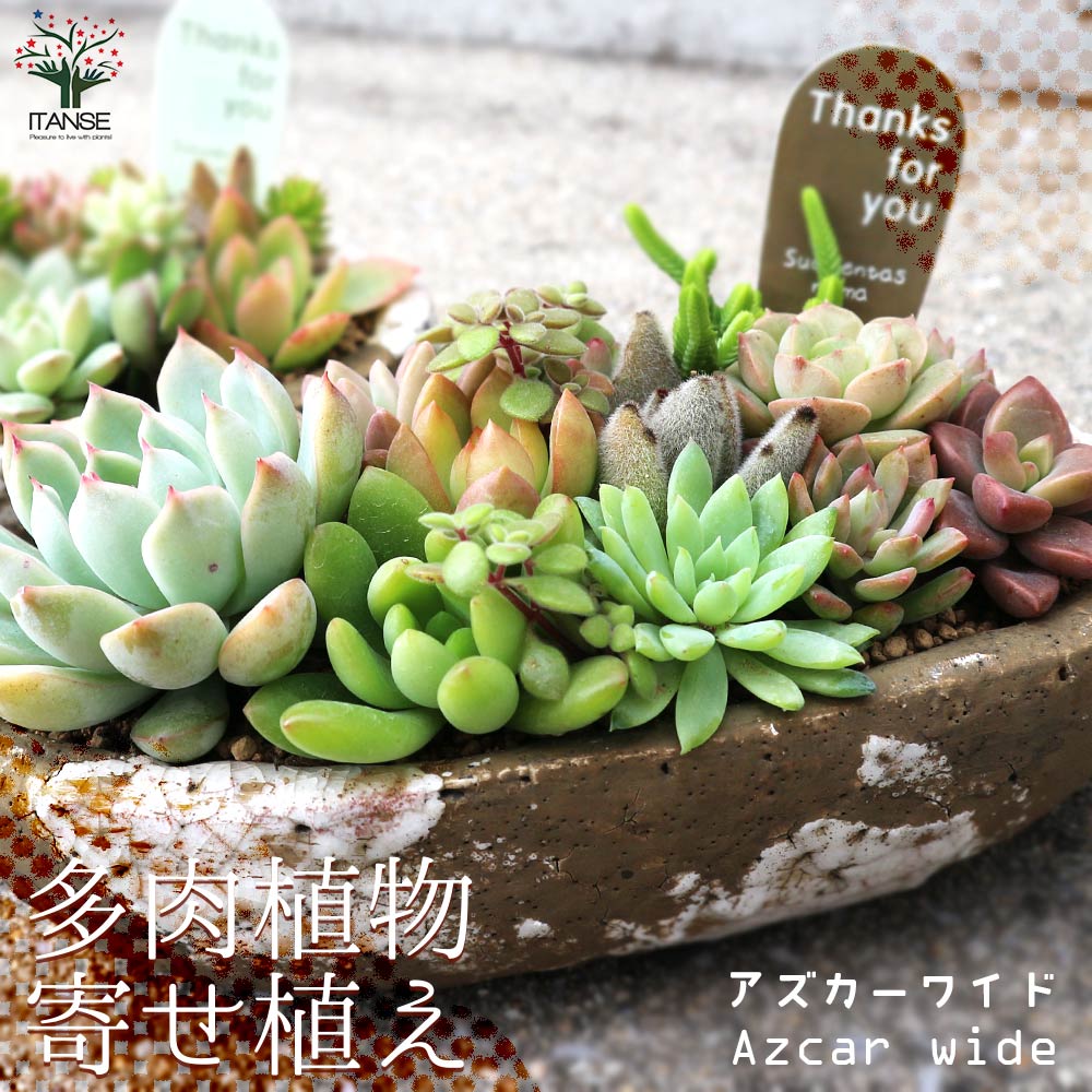 多肉植物 寄せ植え アズカーワイド(どこにでも置きやすいサイズの楕円の鉢)【サイズイメージ:高さ約20cm×幅約25cm×奥行約12cm／1個売り】