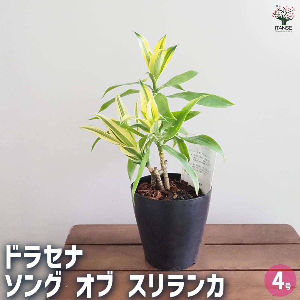 EK様確認用　ドラセナ　ソングオブスリランカ ドラセナ ソング オブ スリランカ 【観葉植物 4号】｜ 【植物の