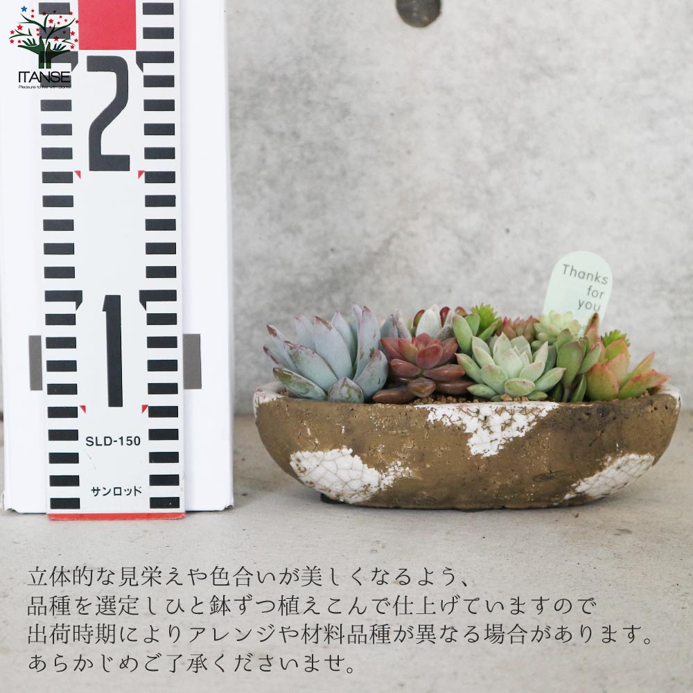 多肉植物 寄せ植え アズカーワイド(どこにでも置きやすいサイズの楕円の鉢)【サイズイメージ:高さ約20cm×幅約25cm×奥行約12cm／1個売り】