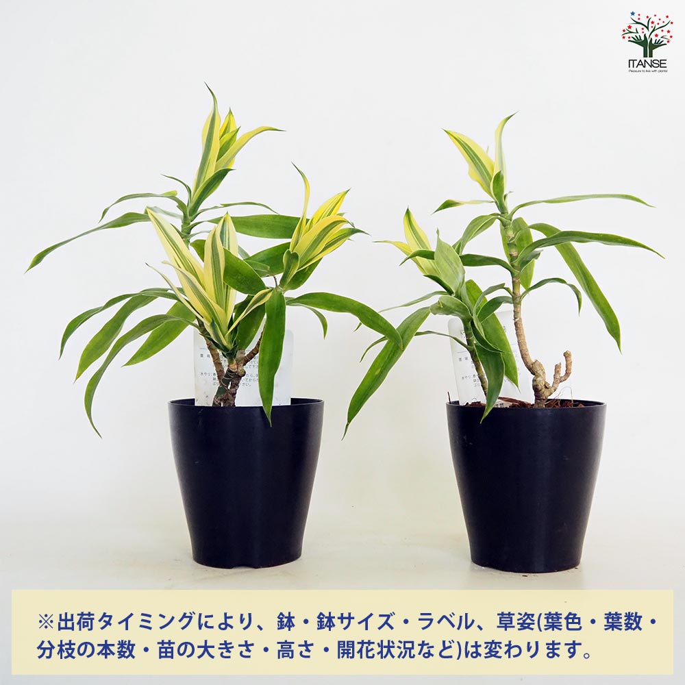 ドラセナ ソング オブ スリランカ 【観葉植物 4号】｜ 【植物の