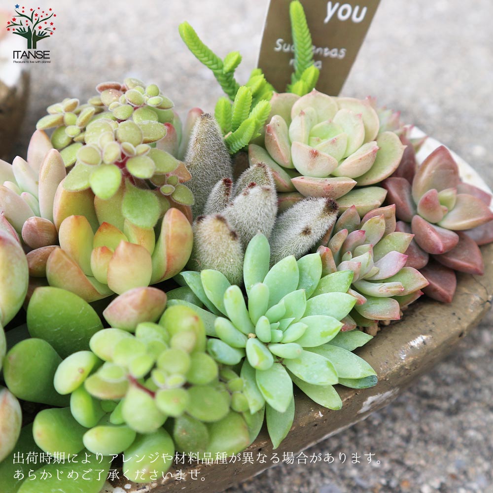 多肉植物 寄せ植え アズカーワイド(どこにでも置きやすいサイズの楕円