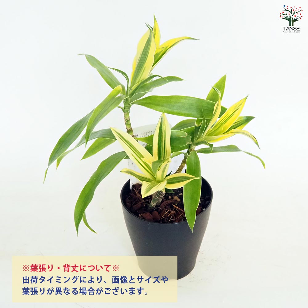 ドラセナ ソング オブ スリランカ 【観葉植物 4号】｜ 【植物の