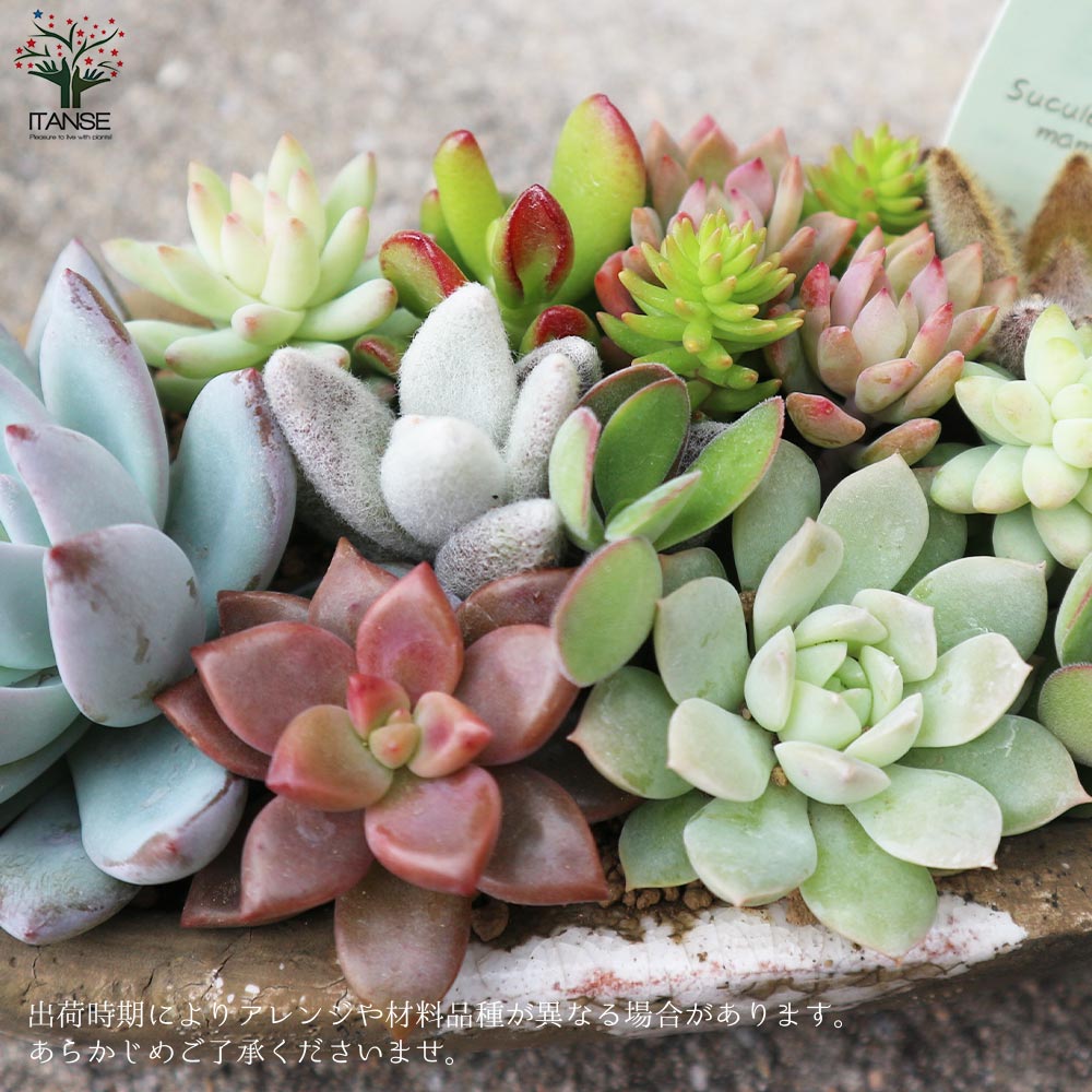 多肉植物 寄せ植え アズカーワイド(どこにでも置きやすいサイズの楕円の鉢)【サイズイメージ:高さ約20cm×幅約25cm×奥行約12cm／1個売り】