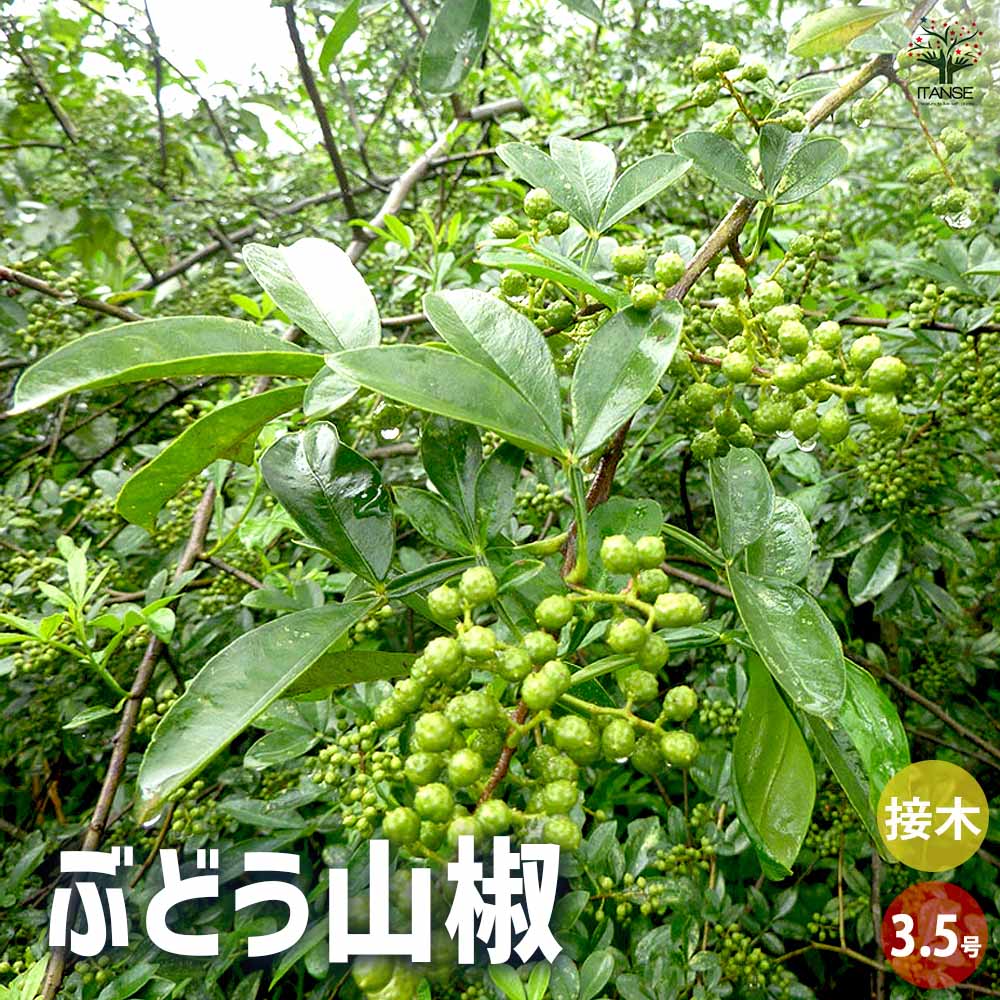 山葡萄　苗木　1.5メートル　大小セット 楽天市場】予約販売 ぶどう 苗 キタサキレッド 10.5cmポット