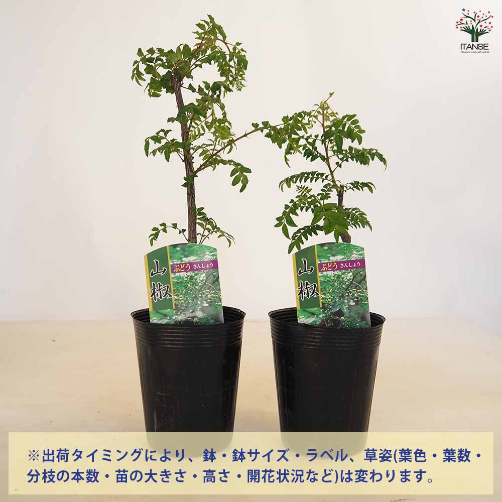 北の山葡萄　苗木　5本 山椒の苗木 ぶどう山椒 【果樹の苗 3.5号】｜ 【植物の