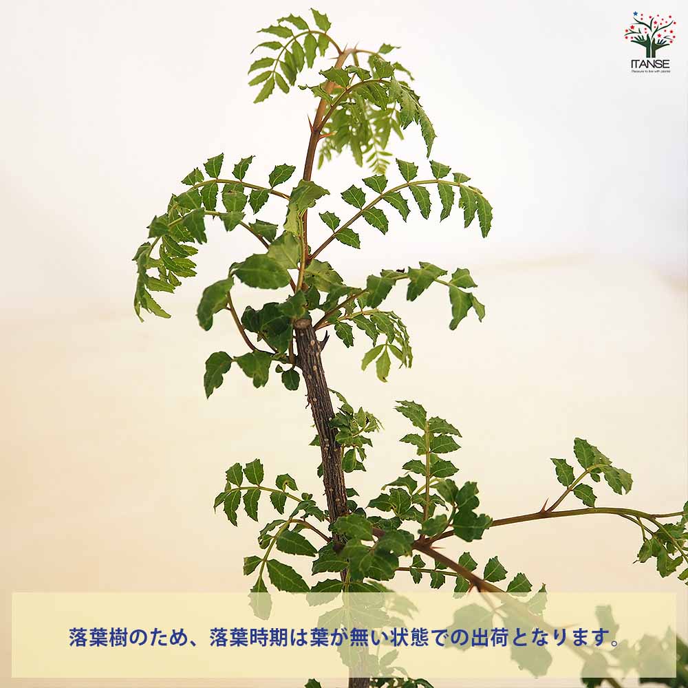 山椒の苗木 ぶどう山椒 【果樹の苗 3.5号】｜ 【植物のITANSE