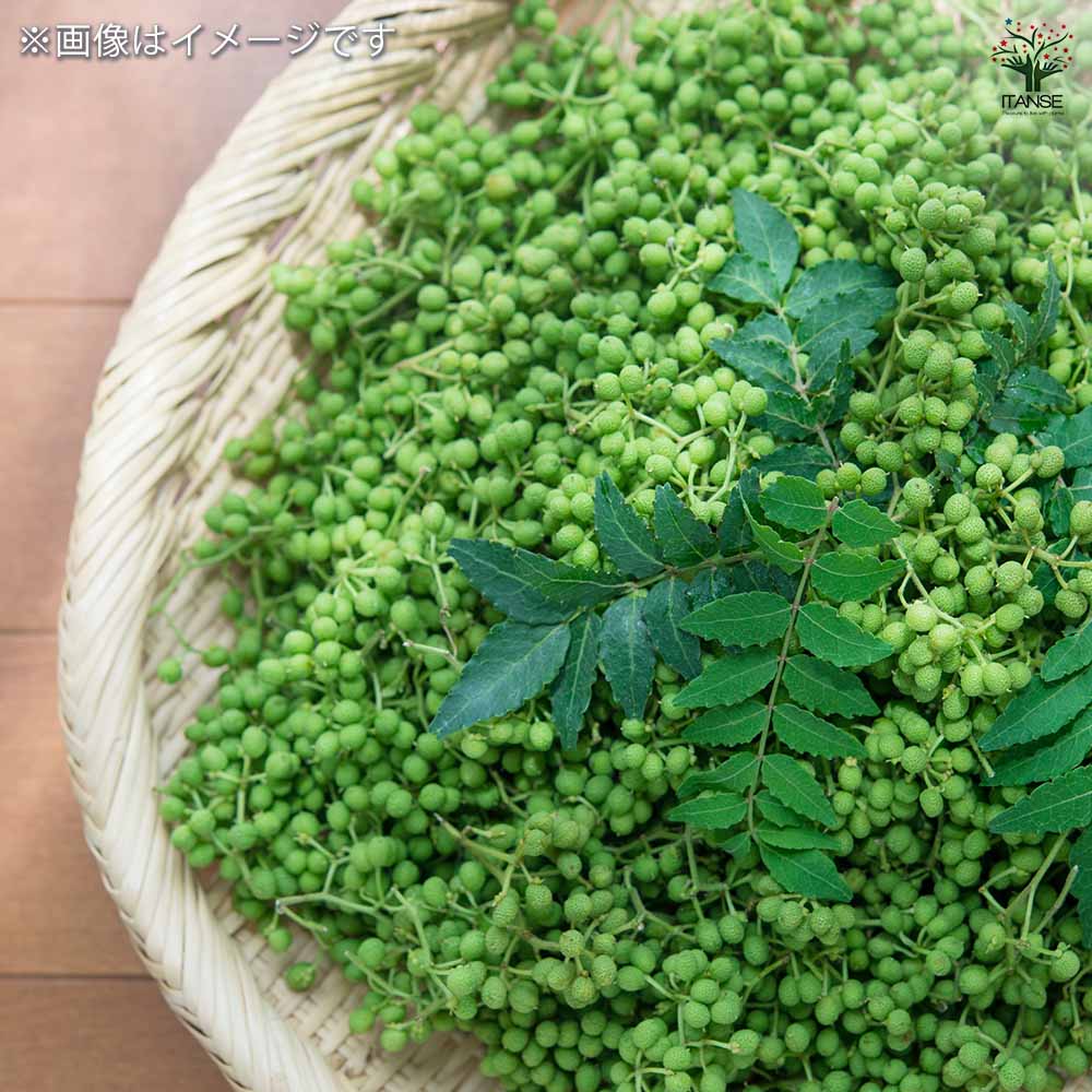 山椒の苗木 ぶどう山椒 【果樹の苗 3.5号】｜ 【植物の