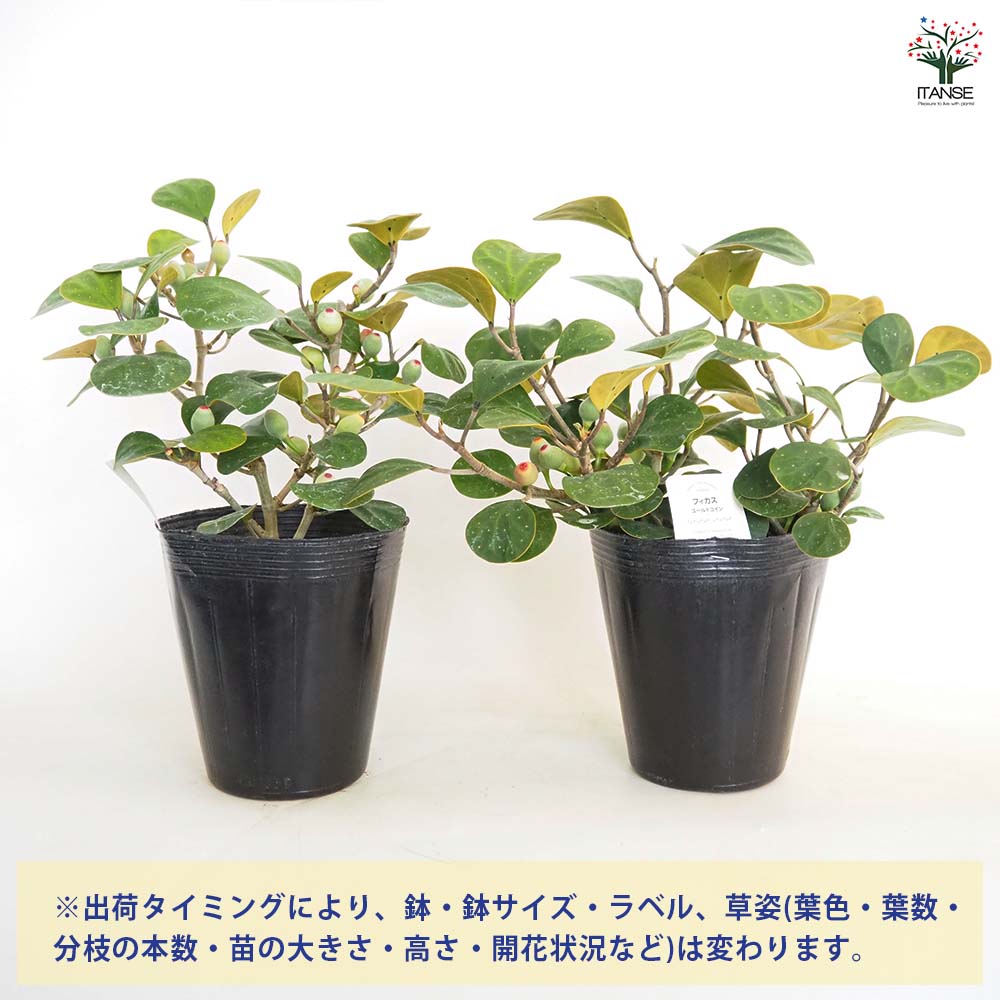フィカス ゴールドコイン 【観葉植物 5号／1個売り】｜ 【植物の