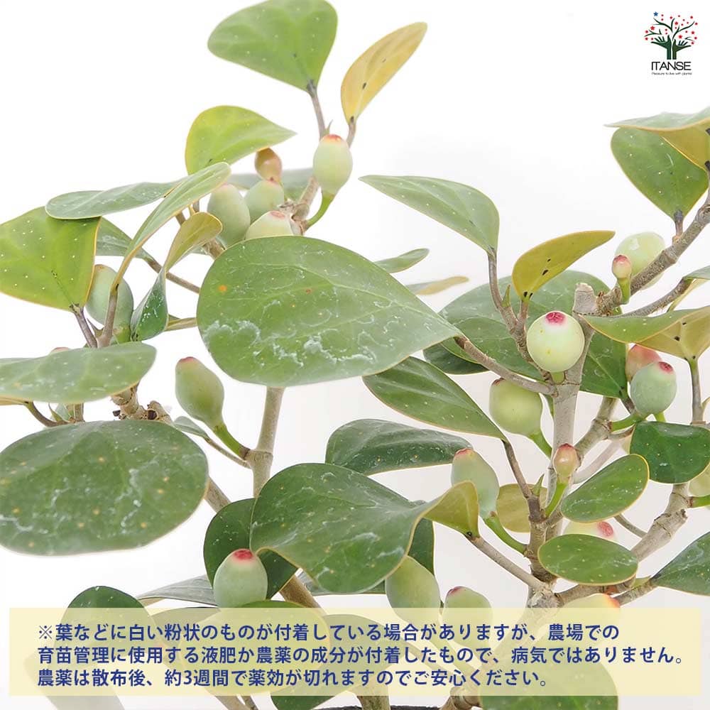 フィカス ゴールドコイン 【観葉植物 5号/1個売り】