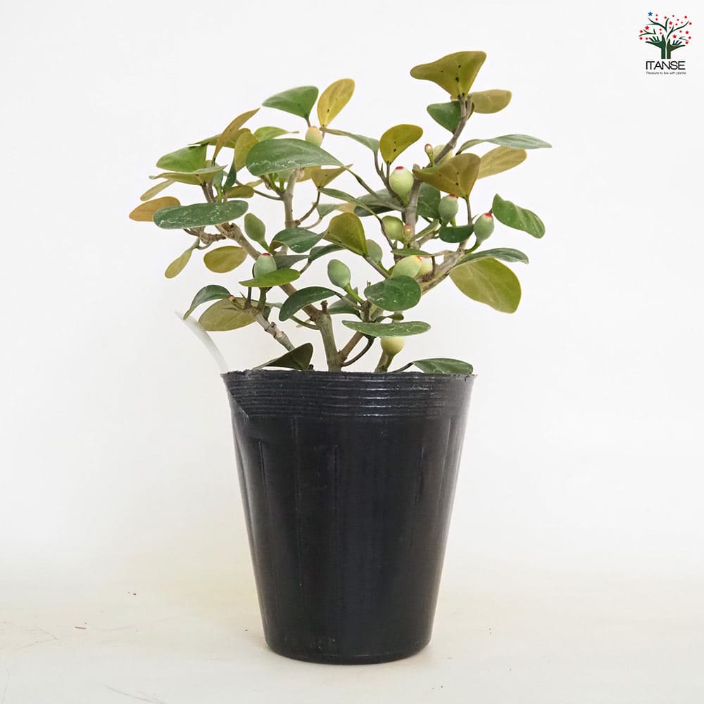 フィカス ゴールドコイン 【観葉植物 5号／1個売り】