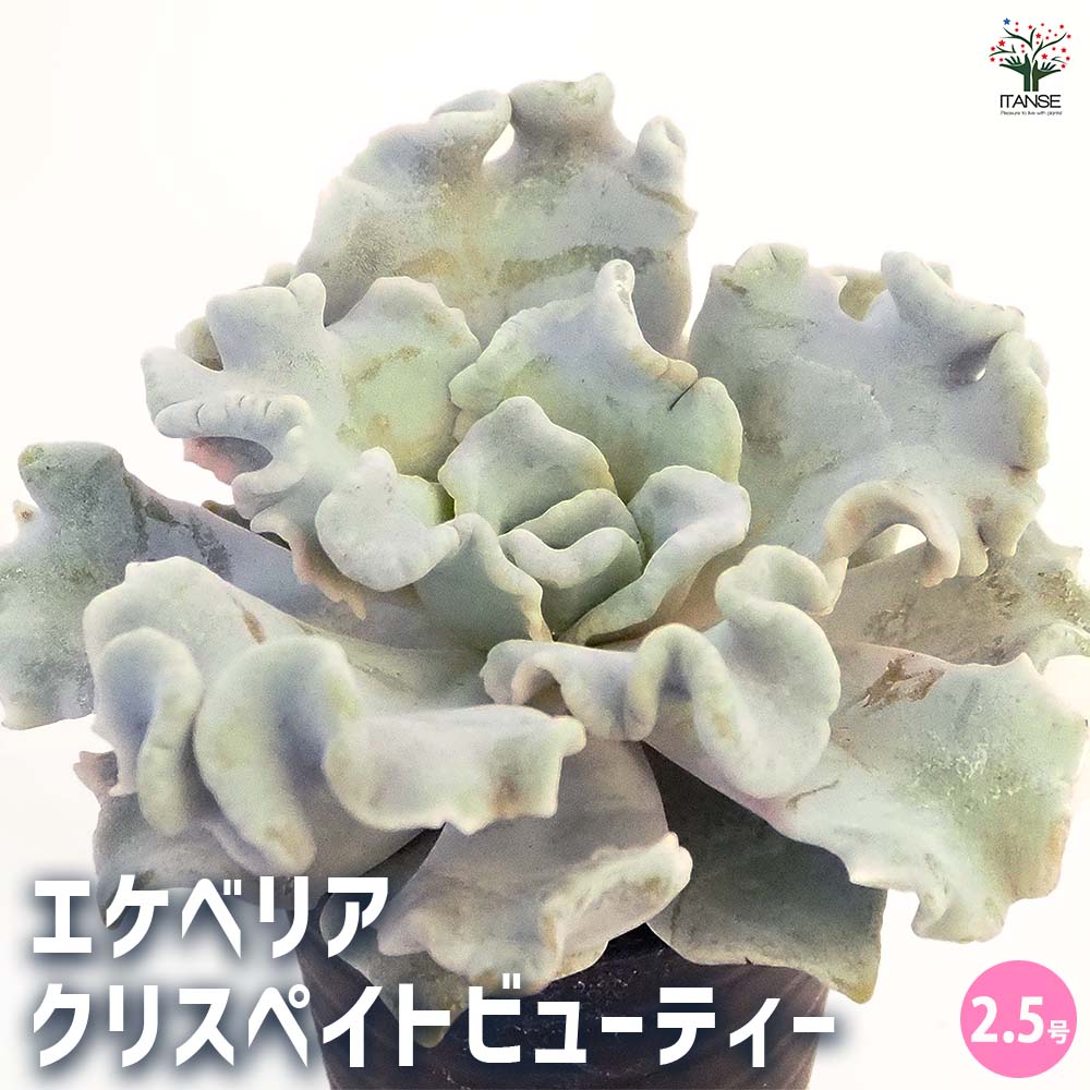 エケベリア クリスペイトビューティー 【多肉植物 2.5号】｜ 【植物の