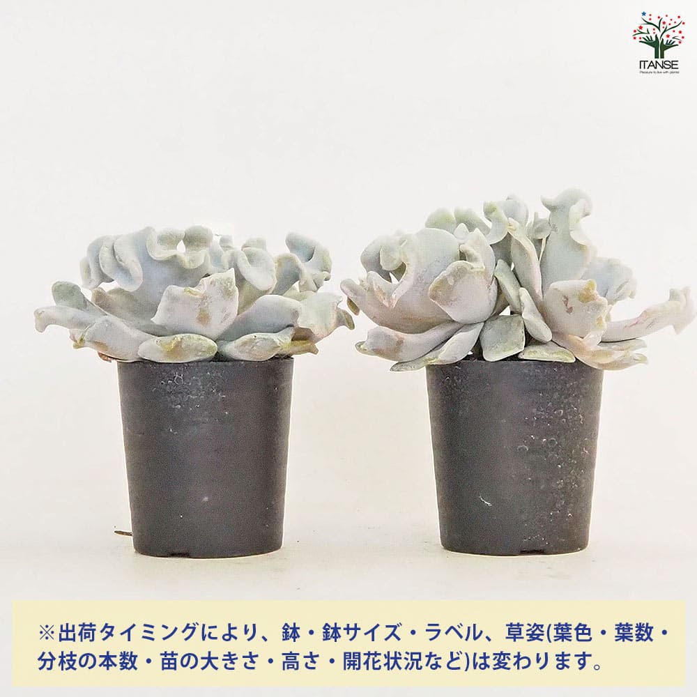 エケベリア クリスペイトビューティー 【多肉植物 2.5号】｜ 【植物の